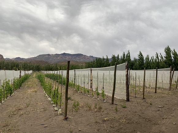 Chile Chico